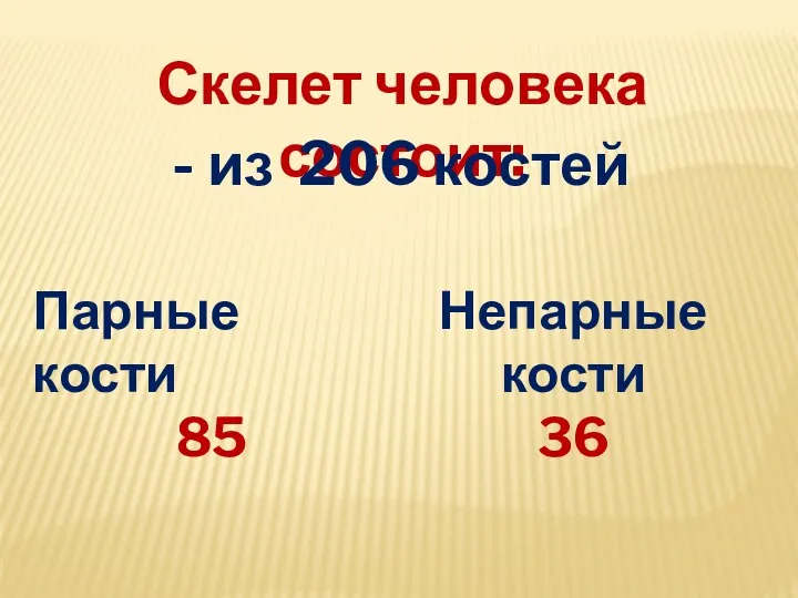 Скелет человека состоит: - из 206 костей Парные кости 85 Непарные кости 36