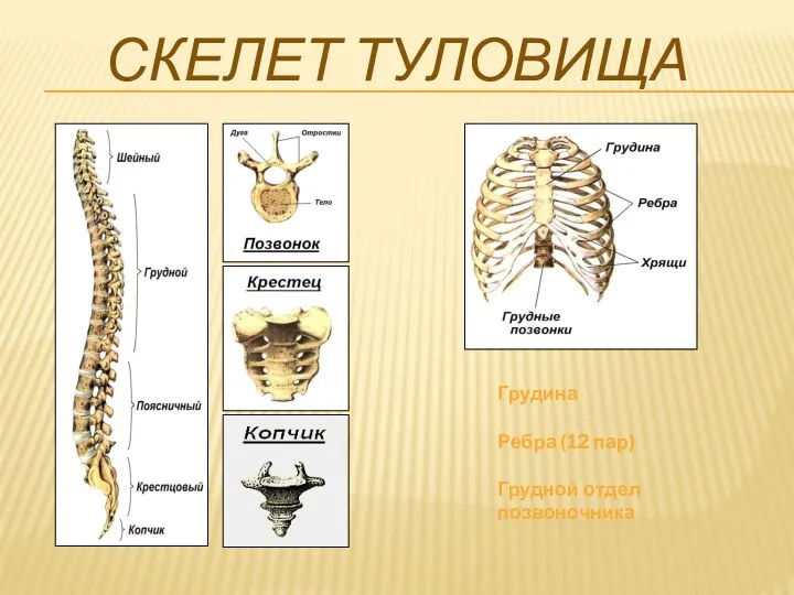 Скелет туловища Грудина Ребра (12 пар) Грудной отдел позвоночника