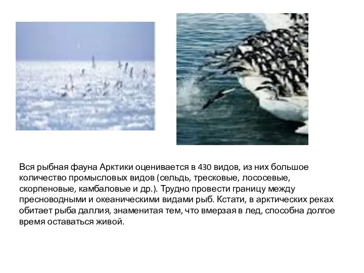 Вся рыбная фауна Арктики оценивается в 430 видов, из них
