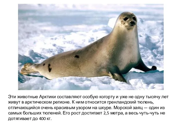 Эти животные Арктики составляют особую когорту и уже не одну