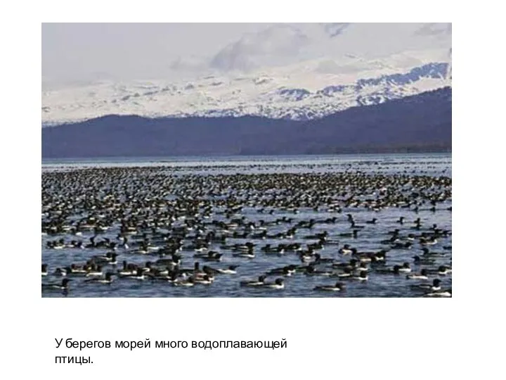 У берегов морей много водоплавающей птицы.