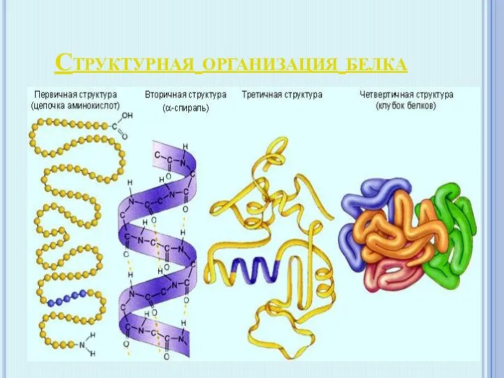 Структурная организация белка