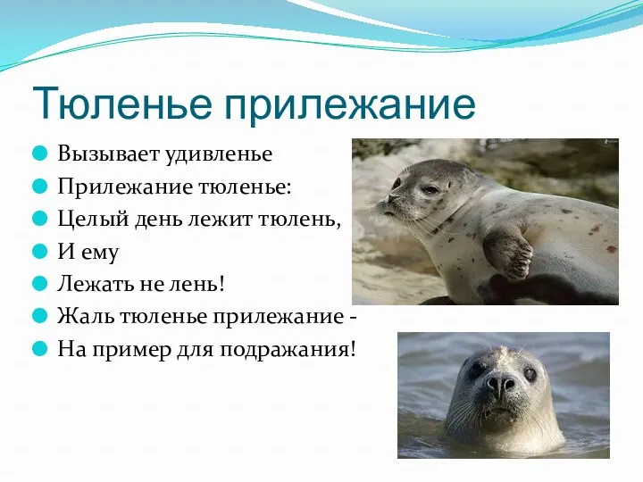 Тюленье прилежание Вызывает удивленье Прилежание тюленье: Целый день лежит тюлень, И ему Лежать