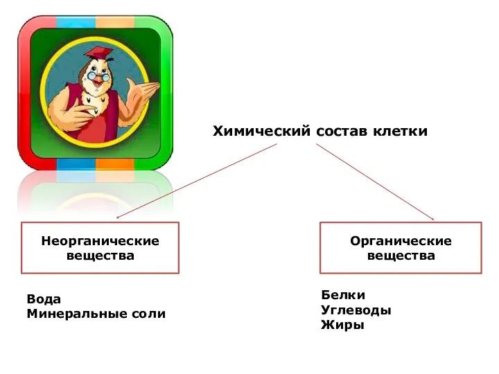 Химический состав клетки Неорганические вещества Органические вещества Вода Минеральные соли Белки Углеводы Жиры