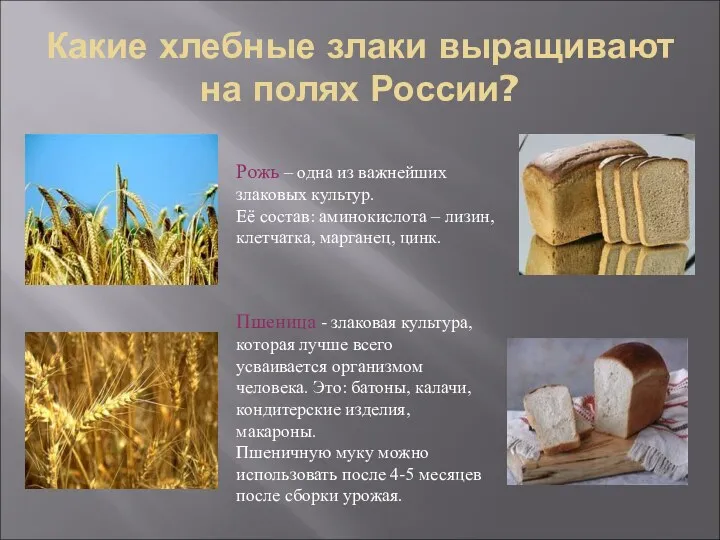 Какие хлебные злаки выращивают на полях России? Рожь – одна