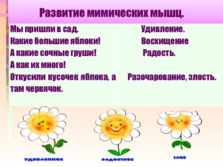 Развитие мимических мышц.