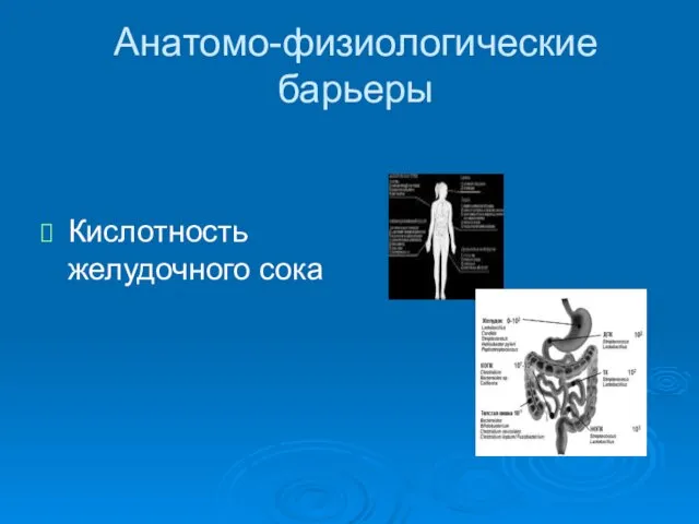 Анатомо-физиологические барьеры Кислотность желудочного сока