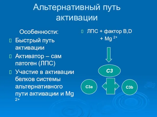 Альтернативный путь активации Особенности: Быстрый путь активации Активатор – сам