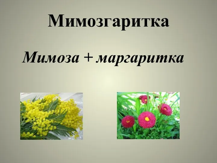 Мимозгаритка Мимоза + маргаритка