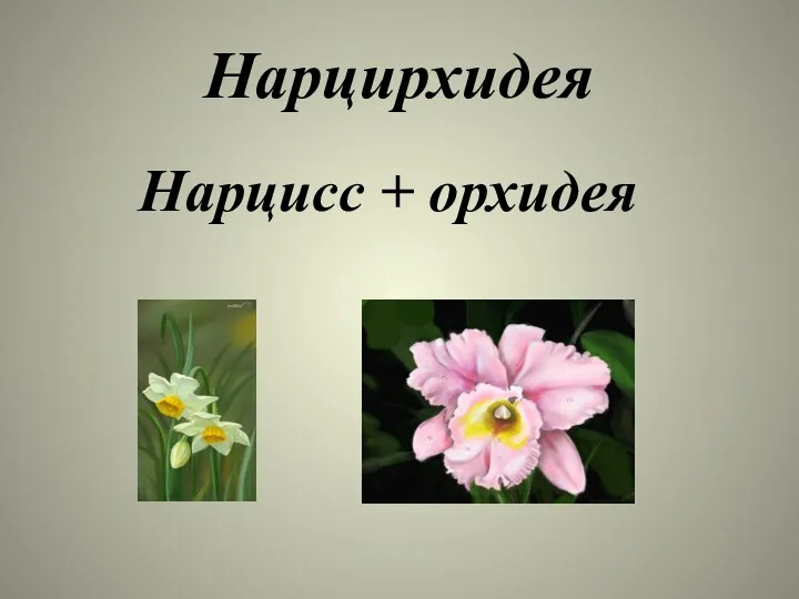 Нарцирхидея Нарцисс + орхидея