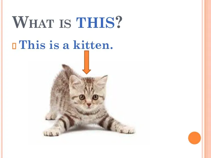 What is this? This is a kitten.