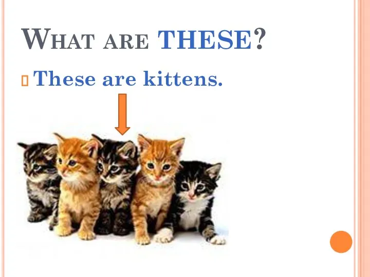 What are these? These are kittens.