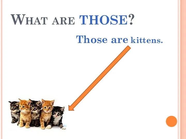 What are those? Those are kittens.