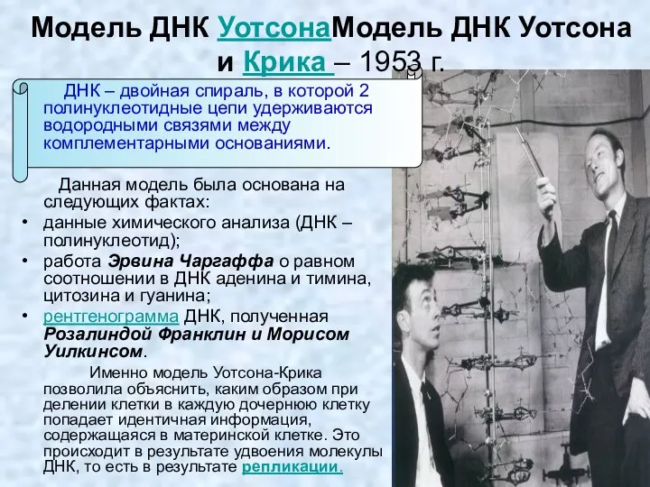 Модель ДНК УотсонаМодель ДНК Уотсона и Крика – 1953 г.