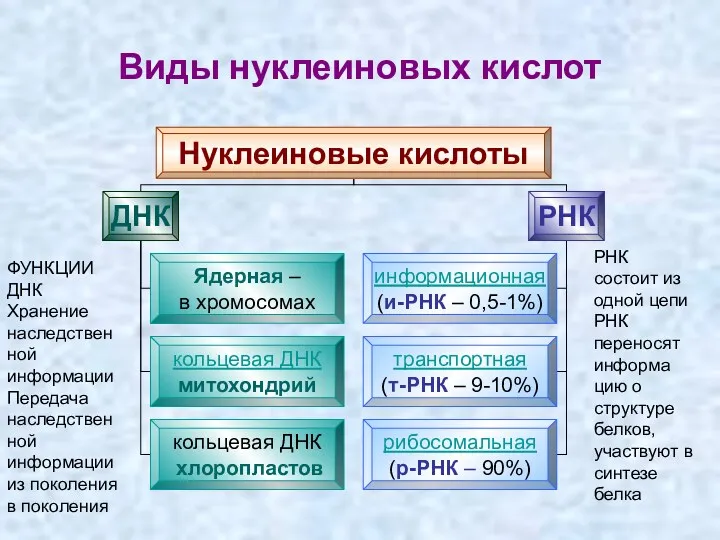 Виды нуклеиновых кислот РНК состоит из одной цепи РНК переносят