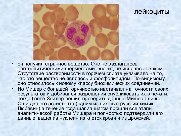 лейкоциты он получил странное вещетво. Оно не разлагалось протеолитическими ферментами,