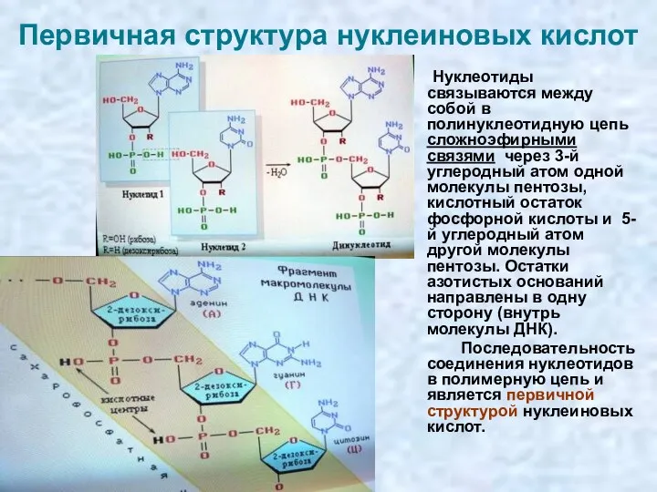 Первичная структура нуклеиновых кислот Нуклеотиды связываются между собой в полинуклеотидную