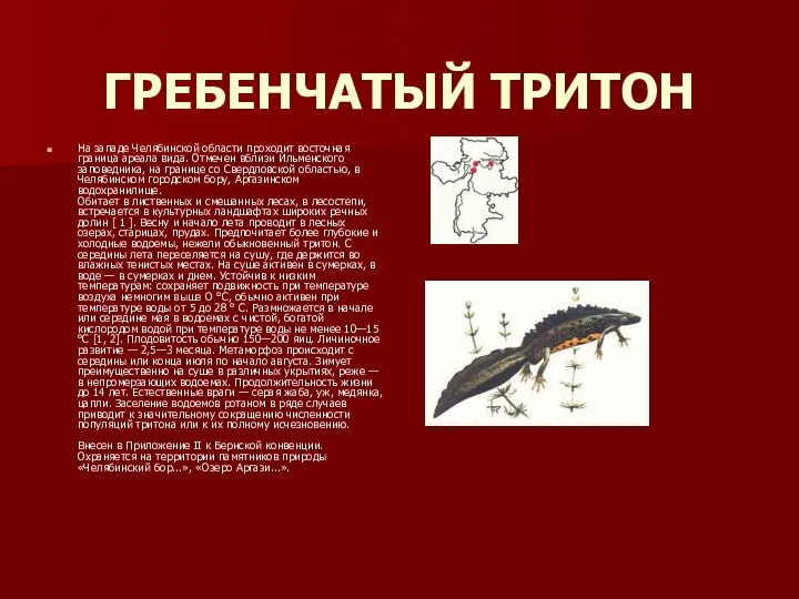 ГРЕБЕНЧАТЫЙ ТРИТОН На западе Челябинской области проходит восточная граница ареала