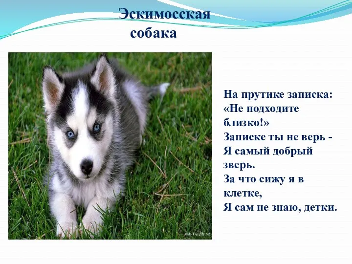 Эскимосская собака На прутике записка: «Не подходите близко!» Записке ты