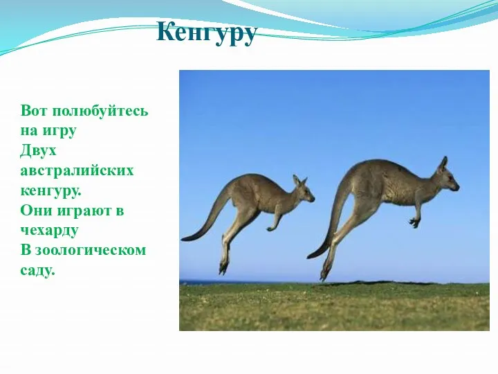 Кенгуру Вот полюбуйтесь на игру Двух австралийских кенгуру. Они играют в чехарду В зоологическом саду.