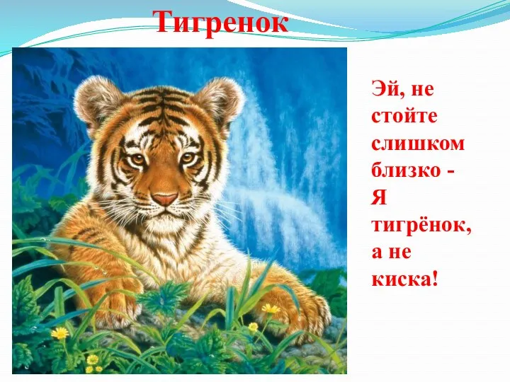 Тигренок Эй, не стойте слишком близко - Я тигрёнок, а не киска!