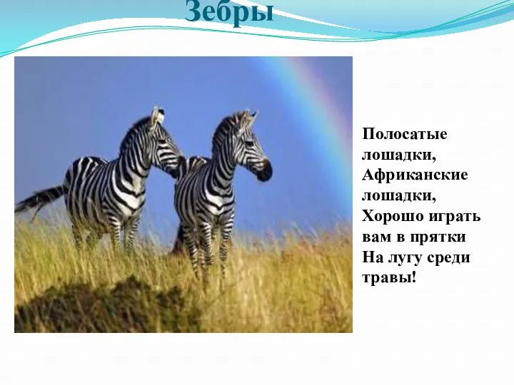 Зебры Полосатые лошадки, Африканские лошадки, Хорошо играть вам в прятки На лугу среди травы!