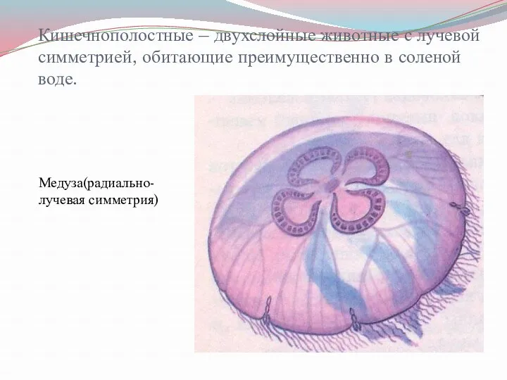 Кишечнополостные – двухслойные животные с лучевой симметрией, обитающие преимущественно в соленой воде. Медуза(радиально-лучевая симметрия)