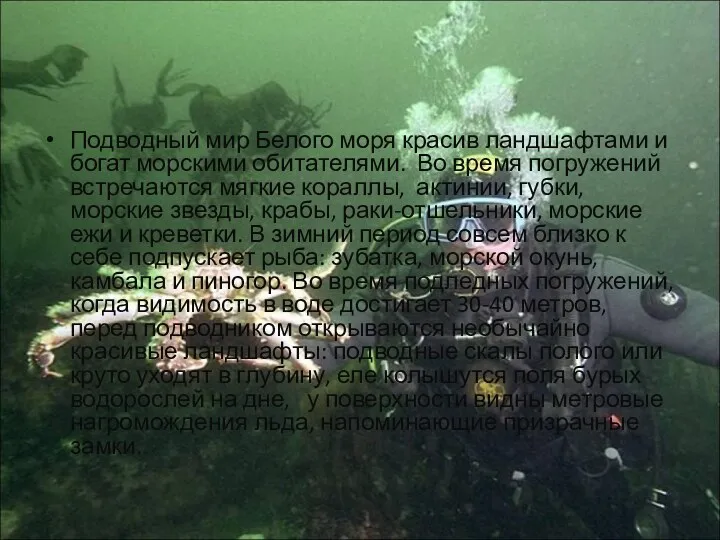 Подводный мир Белого моря красив ландшафтами и богат морскими обитателями. Во время погружений