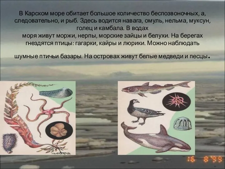 В Карском море обитает большое количество беспозвоночных, а, следовательно, и рыб. Здесь водится