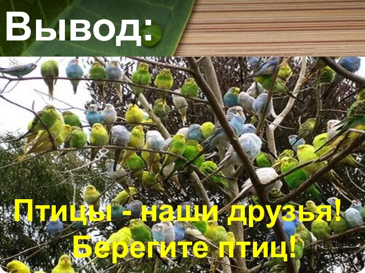 Вывод: Птицы - наши друзья! Берегите птиц!