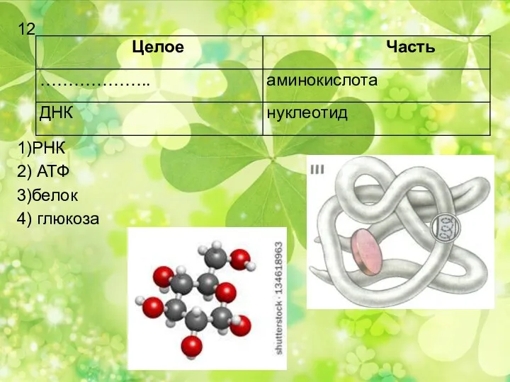 12 1)РНК 2) АТФ 3)белок 4) глюкоза