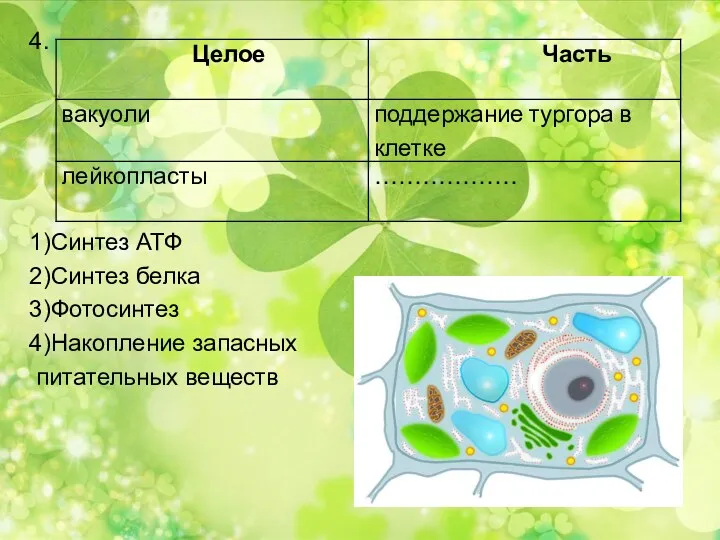 4. 1)Синтез АТФ 2)Синтез белка 3)Фотосинтез 4)Накопление запасных питательных веществ