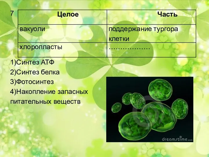 7 1)Синтез АТФ 2)Синтез белка 3)Фотосинтез 4)Накопление запасных питательных веществ