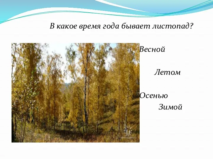 В какое время года бывает листопад? Весной Летом Осенью Зимой