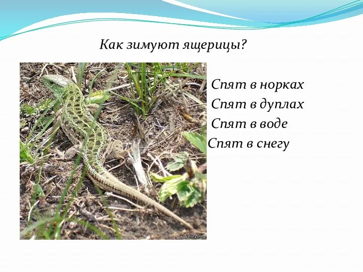 Как зимуют ящерицы? Спят в норках Спят в дуплах Спят в воде Спят в снегу