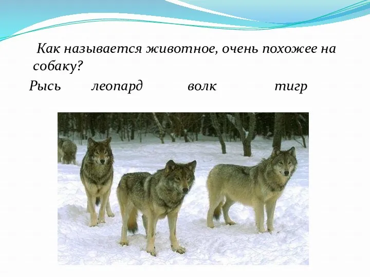 Как называется животное, очень похожее на собаку? Рысь леопард волк тигр