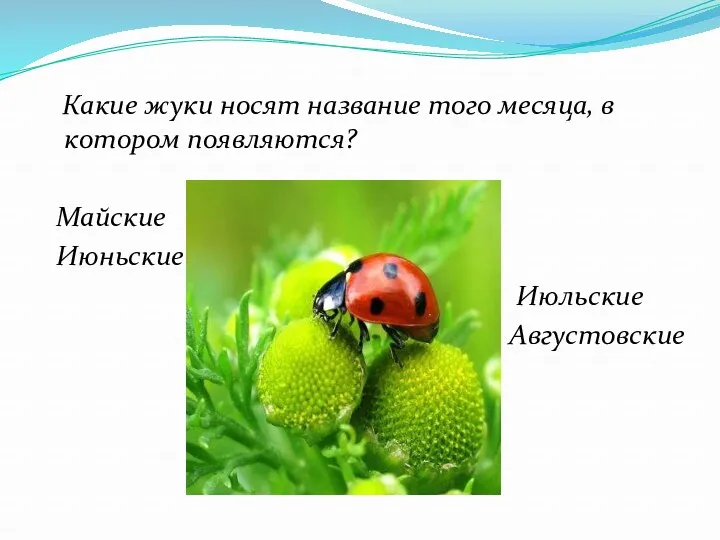 Какие жуки носят название того месяца, в котором появляются? Майские Июньские Июльские Августовские