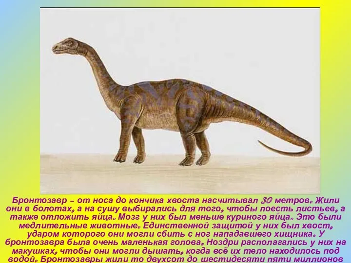 Бронтозавр – от носа до кончика хвоста насчитывал 30 метров.