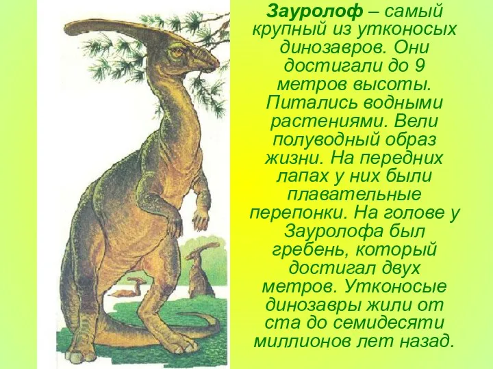 Зауролоф – самый крупный из утконосых динозавров. Они достигали до