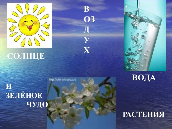 ВОЗДУХ СОЛНЦЕ ВОДА И ЗЕЛЁНОЕ ЧУДО РАСТЕНИЯ