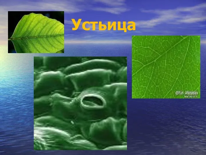 Устьица