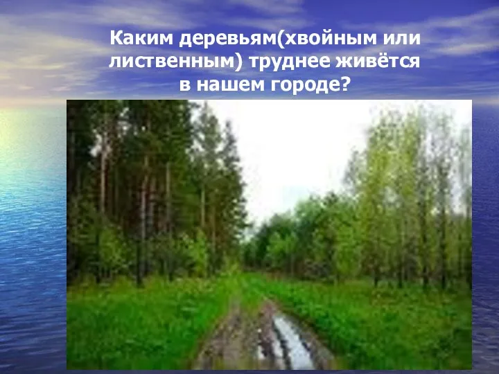 Каким деревьям(хвойным или лиственным) труднее живётся в нашем городе?