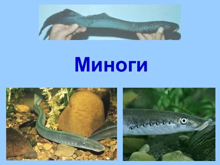 Миноги