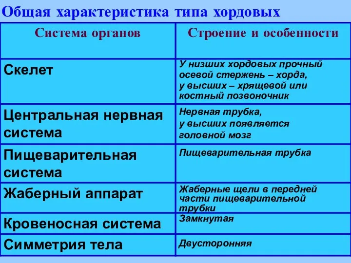 Общая характеристика типа хордовых У низших хордовых прочный осевой стержень