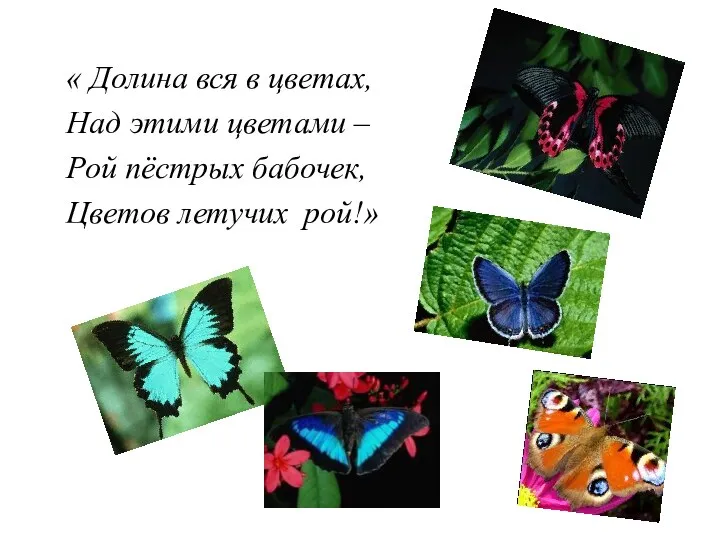 « Долина вся в цветах, Над этими цветами – Рой пёстрых бабочек, Цветов летучих рой!»