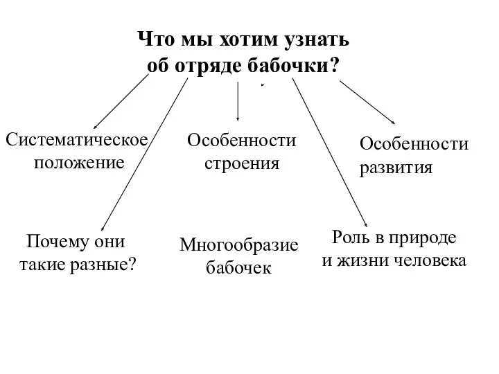 Что мы хотим узнать об отряде бабочки? Систематическое положение Особенности