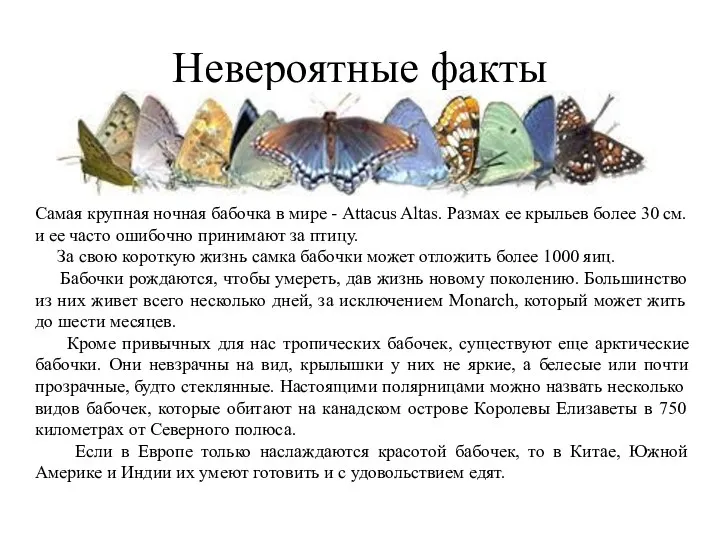 Невероятные факты Самая крупная ночная бабочка в мире - Attacus