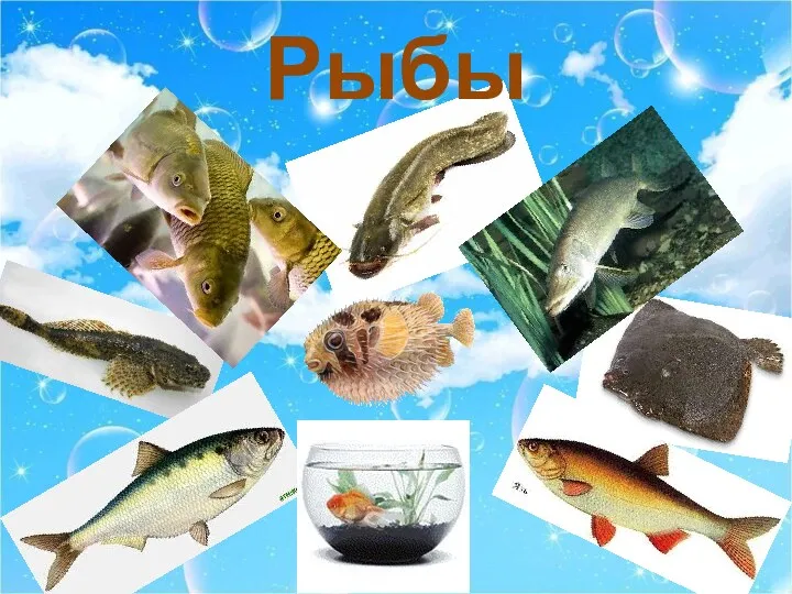 Рыбы