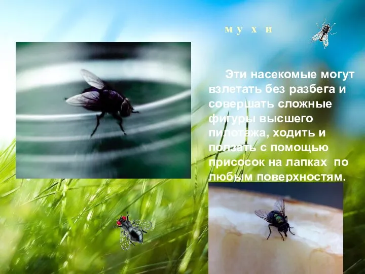 м у х и Эти насекомые могут взлетать без разбега и совершать сложные