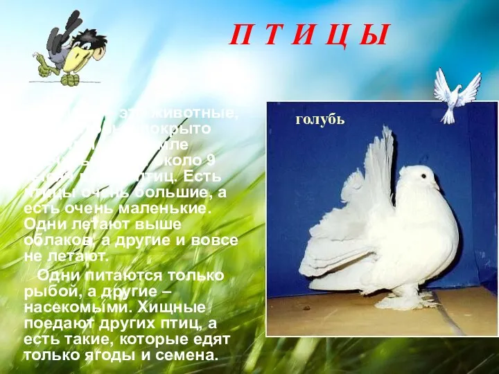 П Т И Ц Ы Птицы – это животные, тело которых покрыто перьями.